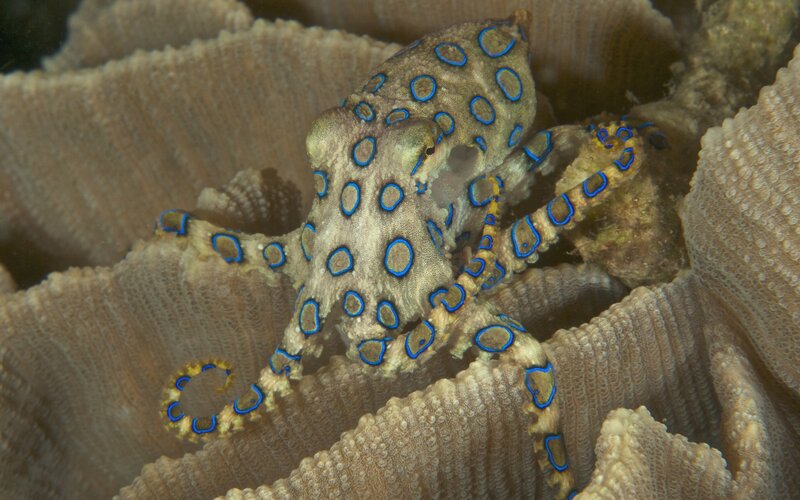 Blue-ringed octopus on coral