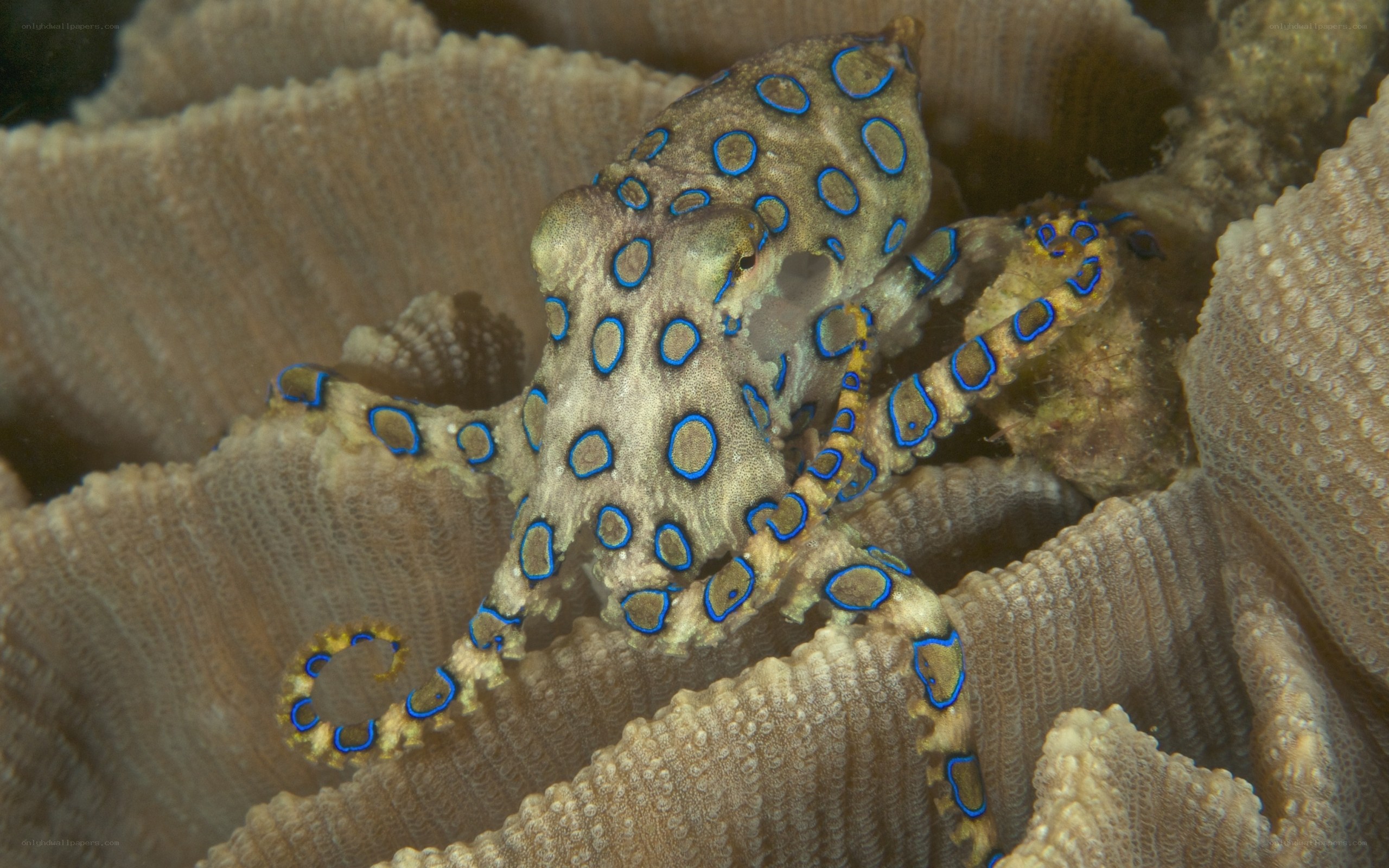 Blue-ringed octopus on coral