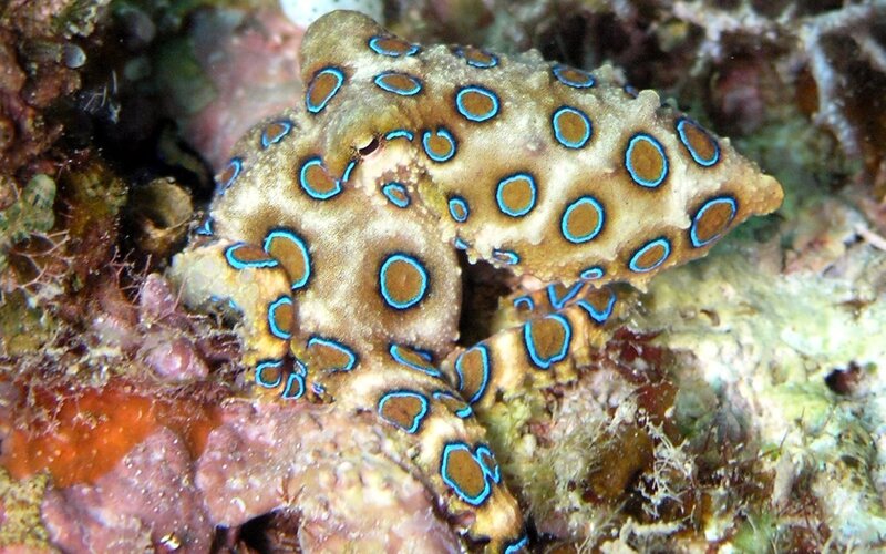 Blue-ringed octopus on coral reef