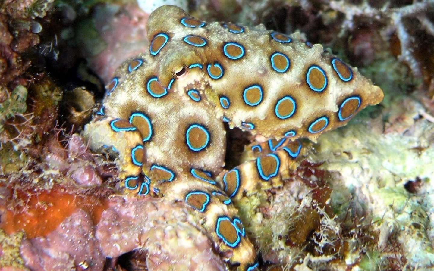 Blue-ringed octopus on coral reef