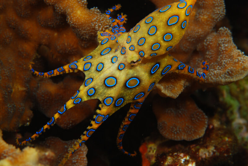 blue-ringed octopus on coral