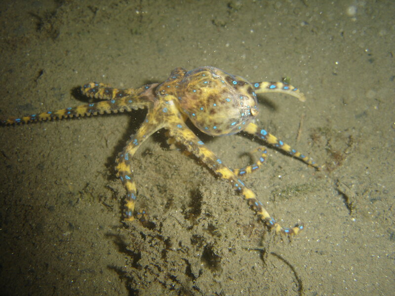 blue-ringed octopus on ocean floor