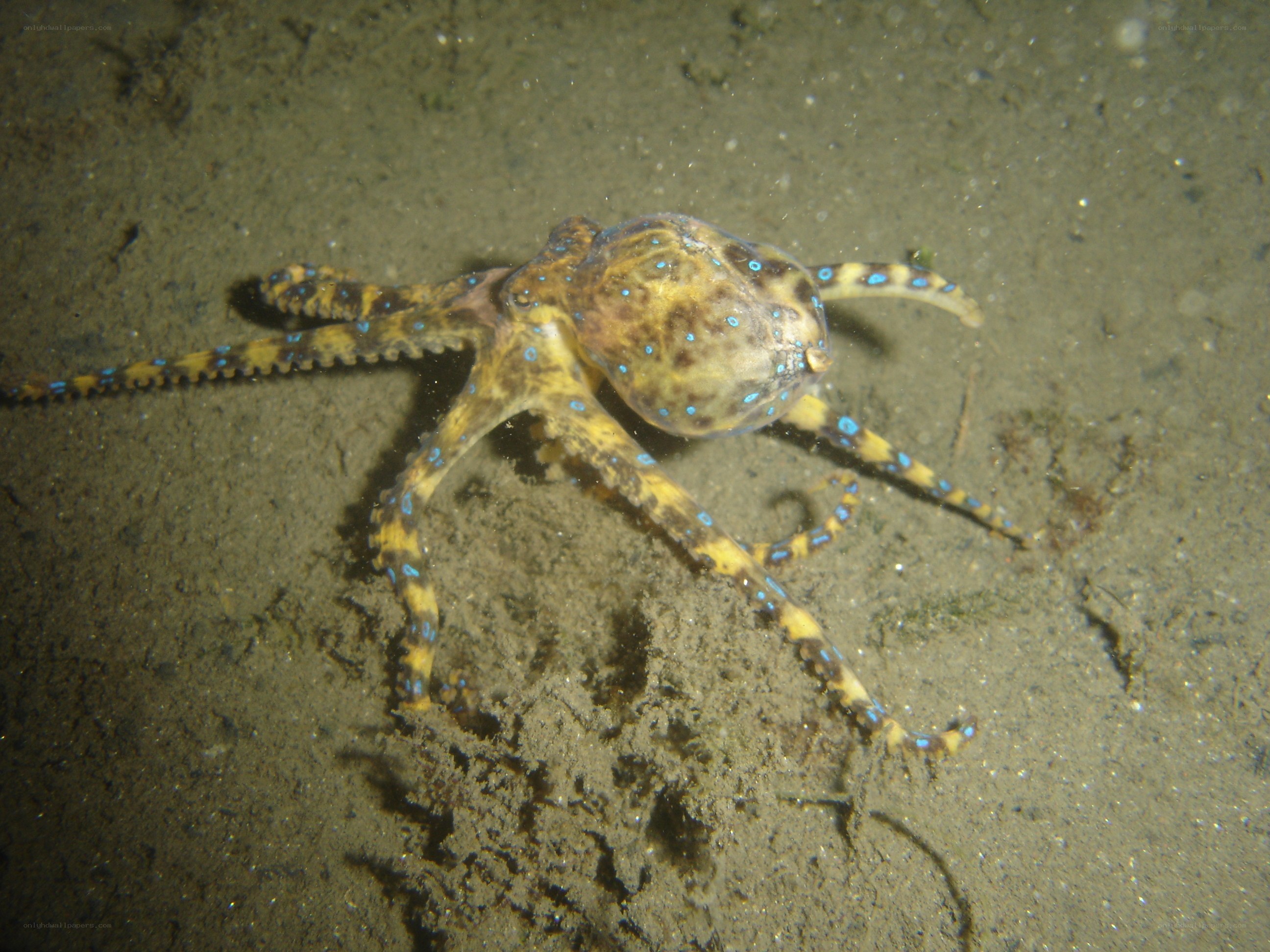 blue-ringed octopus on ocean floor