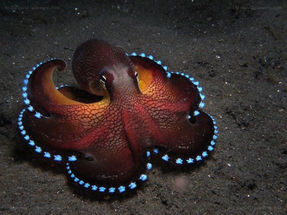 Blue-ringed octopus on ocean floor