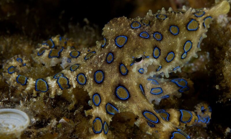 Blue-ringed octopus on reef