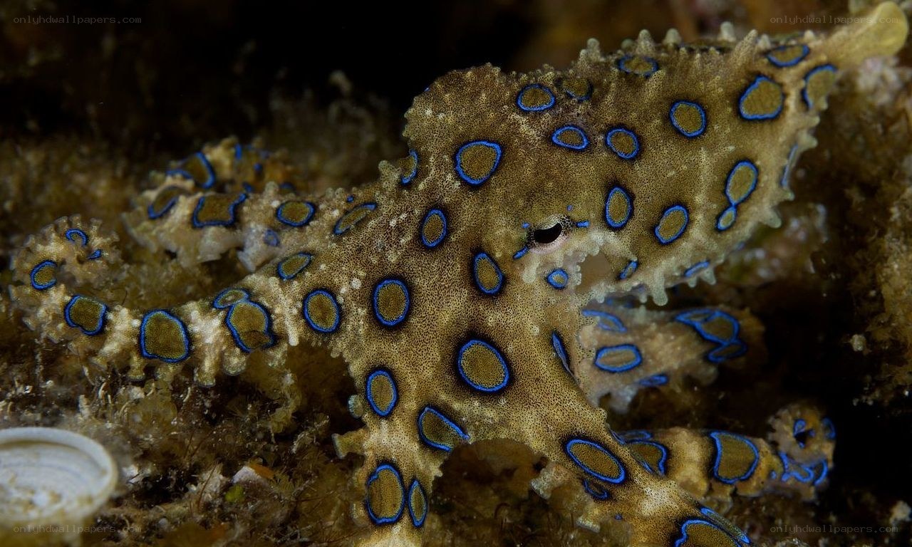 Blue-ringed octopus on reef