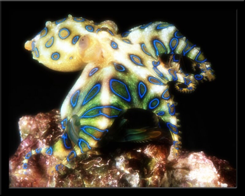 Blue-ringed octopus on rock