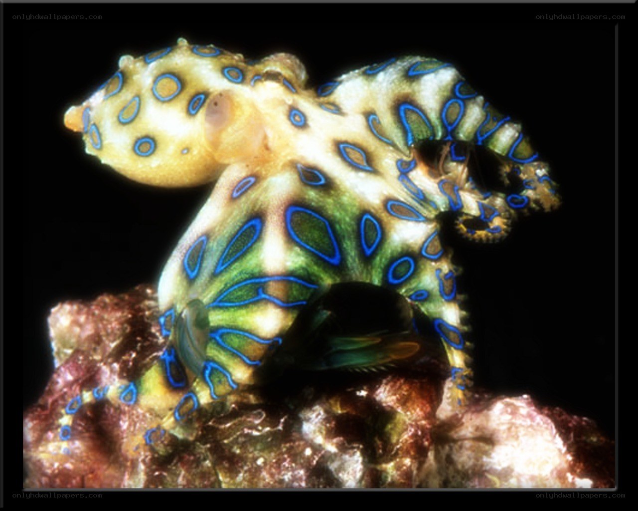 Blue-ringed octopus on rock