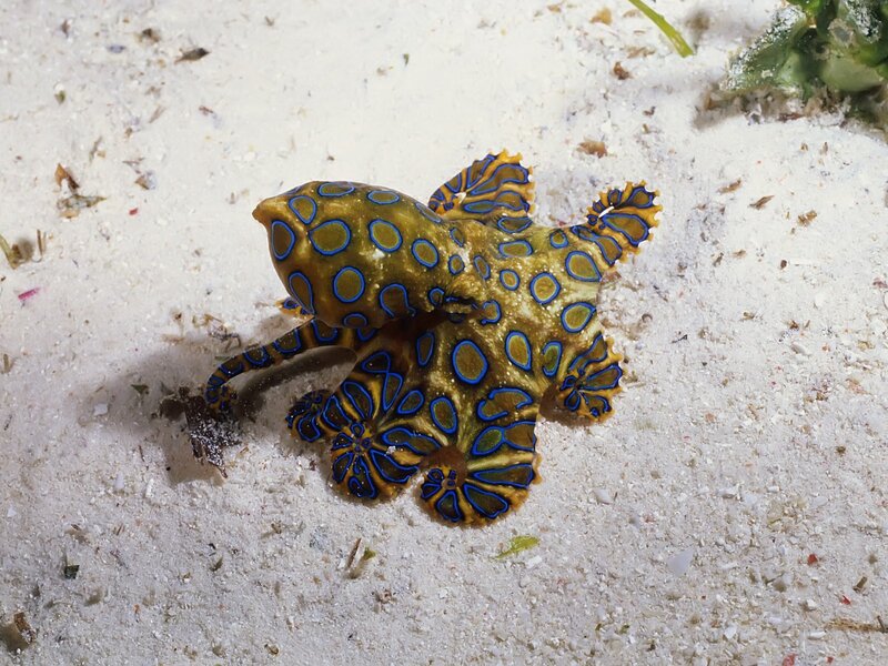 blue-ringed octopus on sand