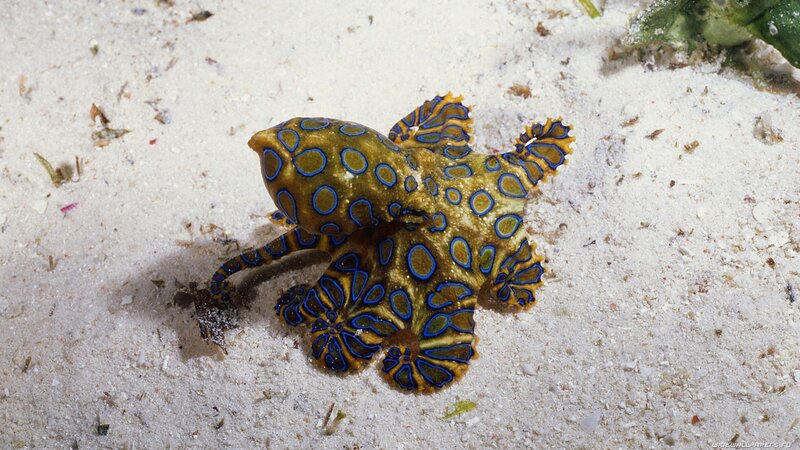 blue-ringed octopus on sand