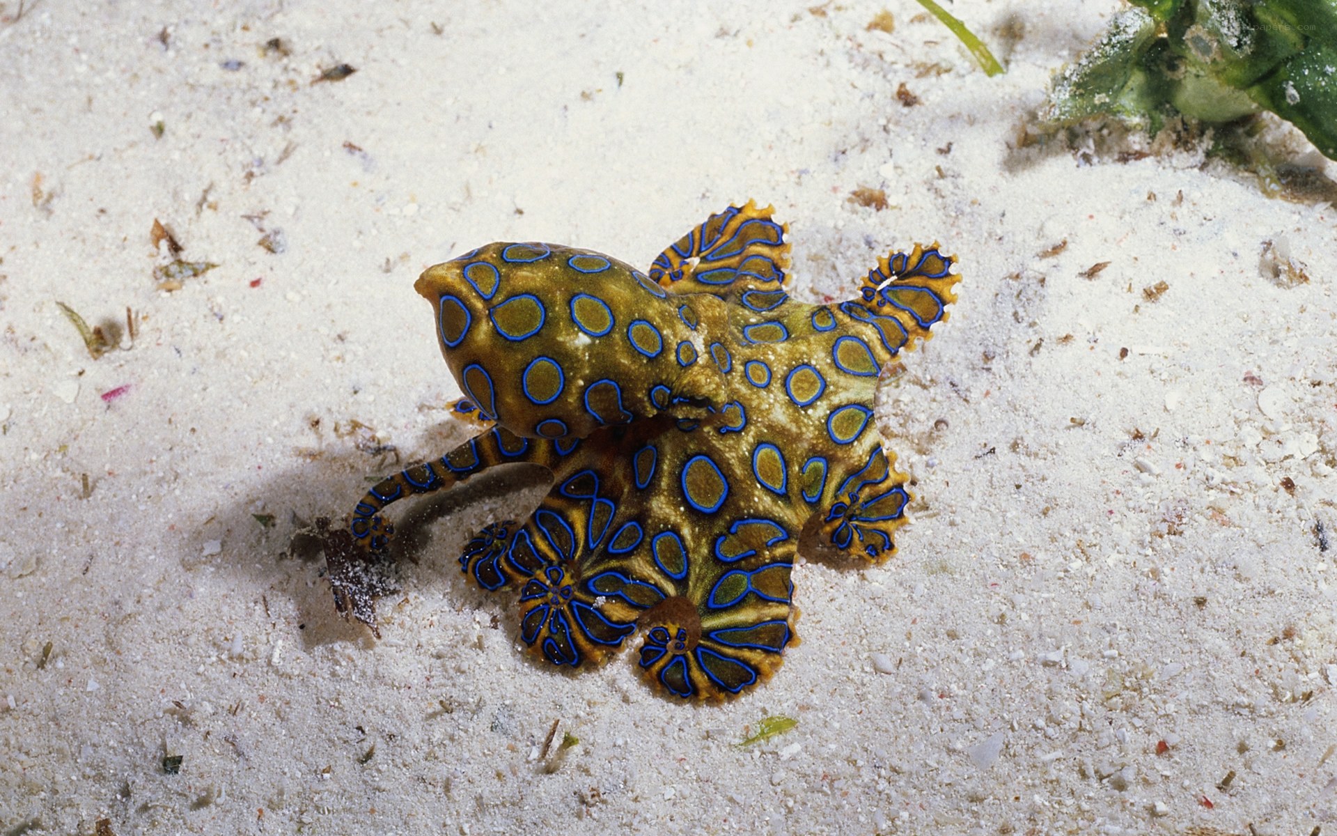 Blue-ringed octopus on sand