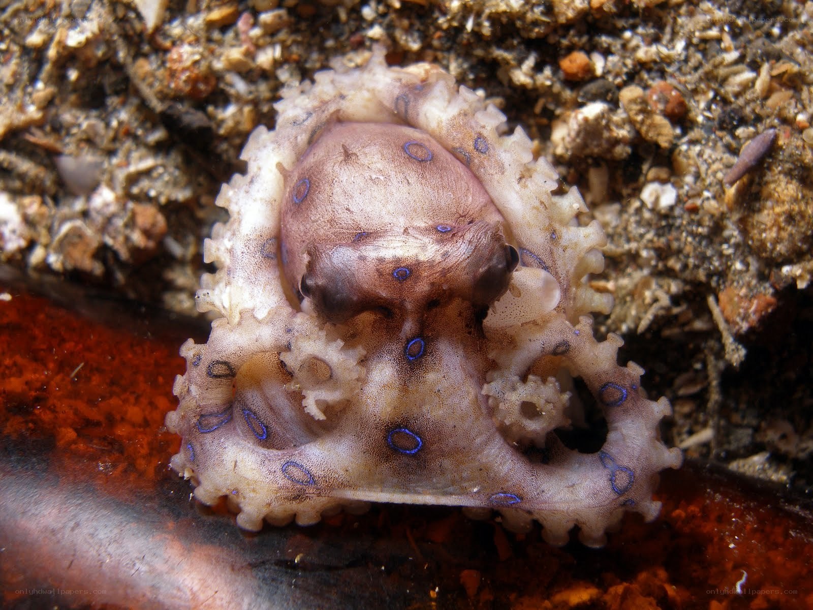 Blue-ringed octopus on seafloor