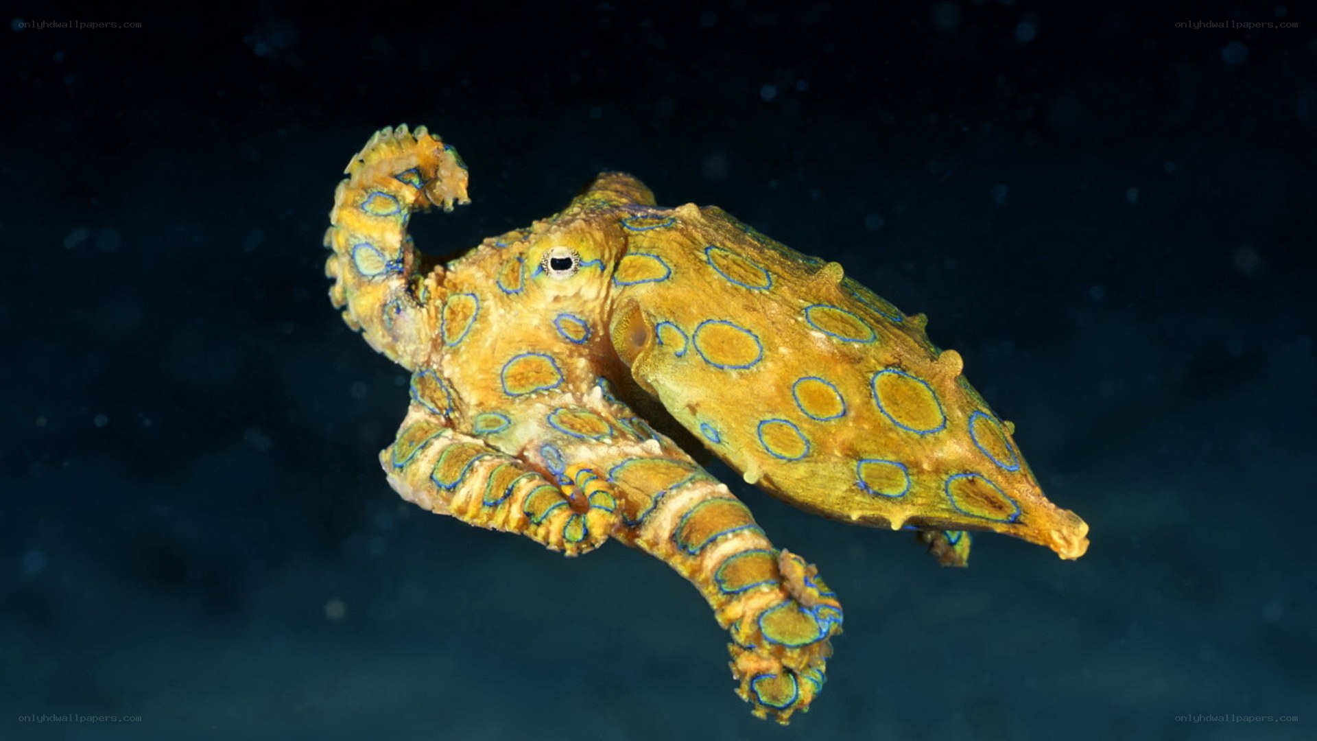 blue-ringed octopus swimming