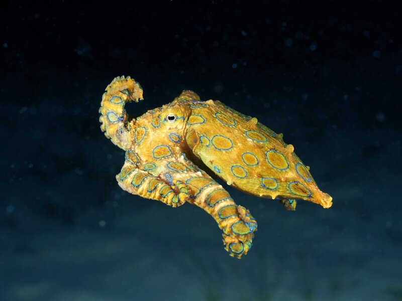 Blue-ringed octopus swimming