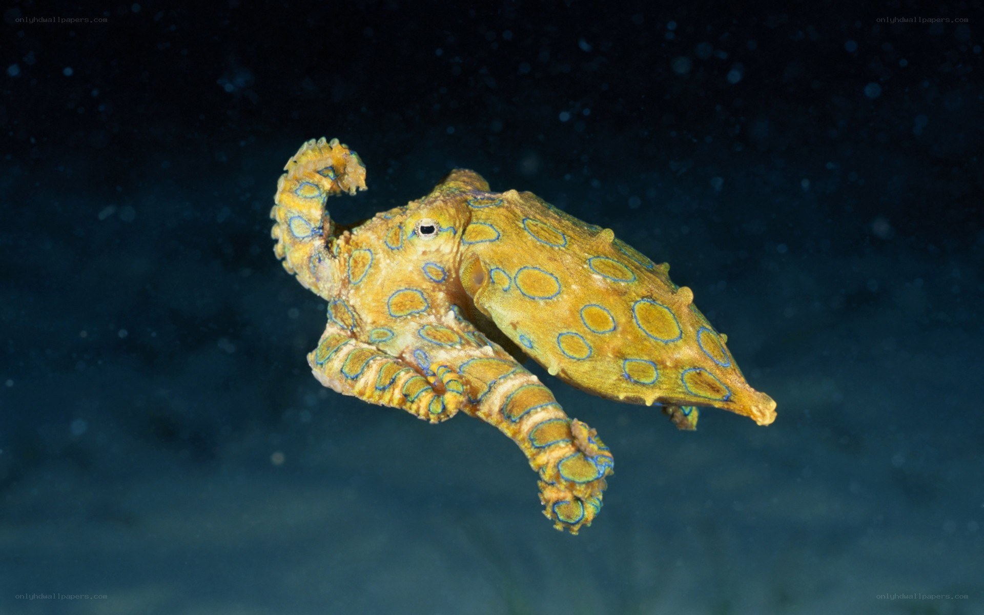 blue-ringed octopus swimming