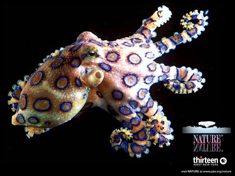 Blue-ringed octopus
