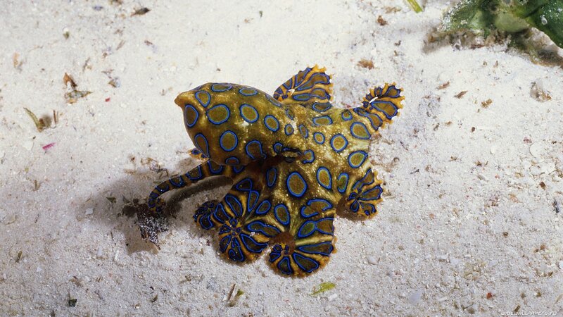 Blue-ringed Octopus — Yellow, Calm, Photograph