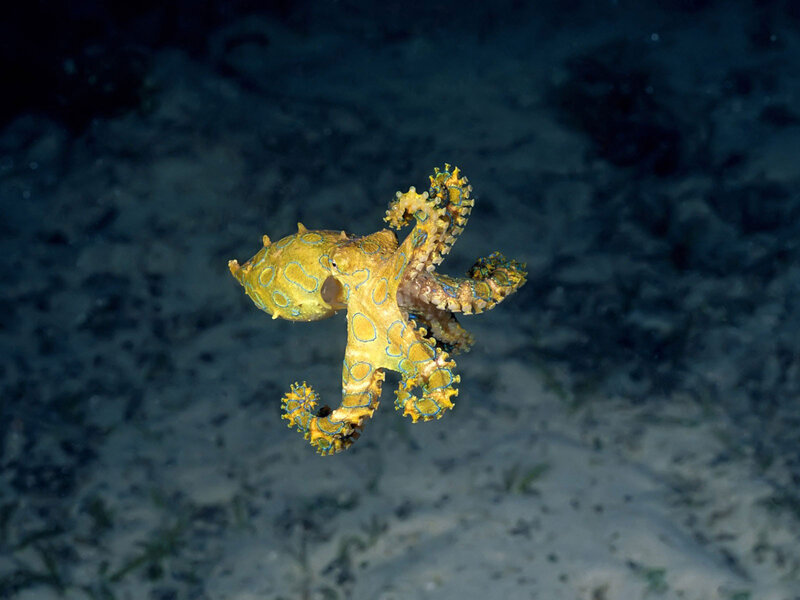 Blue-ringed Octopus — Yellow, Dark