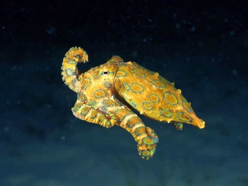 Blue-ringed Octopus — Yellow, Dramatic, Night, Photograph