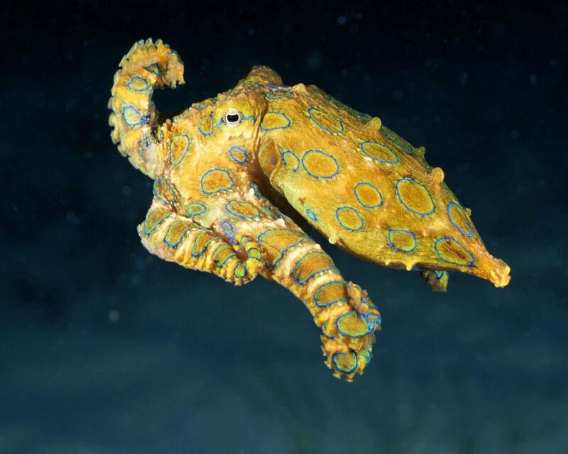 Blue-ringed Octopus — Yellow, Dramatic, Night