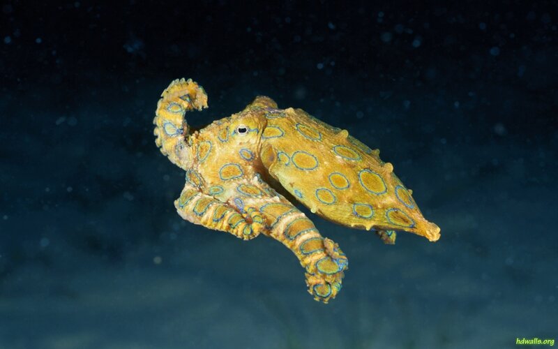 Blue-ringed Octopus — Yellow, Dramatic