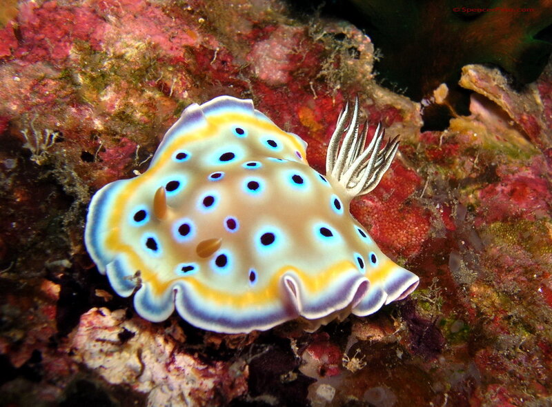 Blue-ringed sea slug on coral