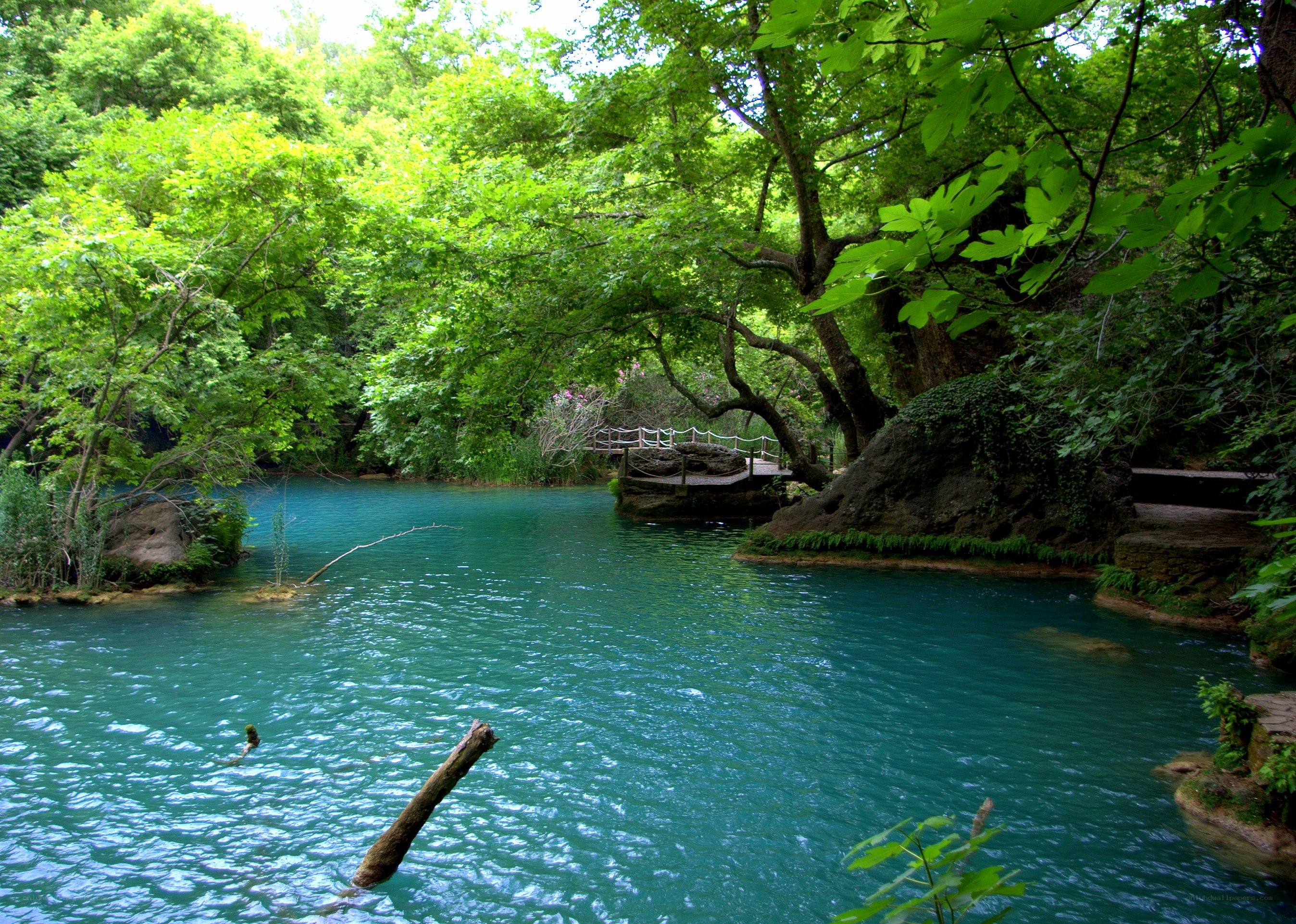Blue river in a lush forest
