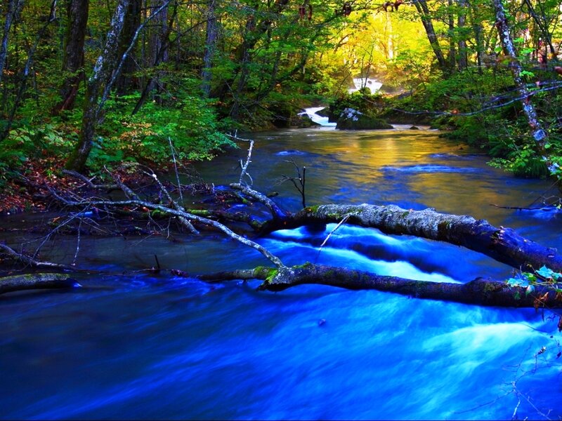 Blue River in Forest
