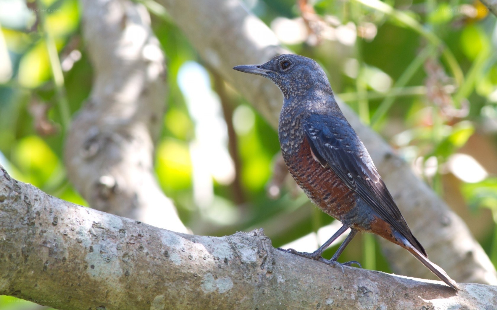 blue rock thrush on a branch