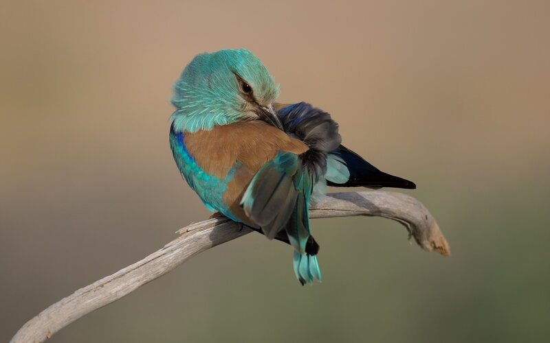 Blue Roller Bird — Calm, Afternoon