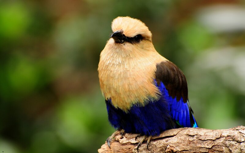 Blue Roller Bird — Calm, Photograph, Branch, Green Background, Brown