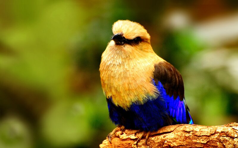 Blue Roller Bird — Calm, Photograph, Branch, Green Background, Yellow