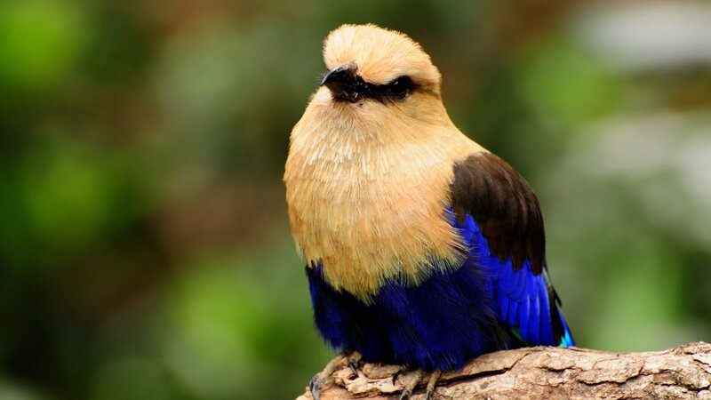 Blue Roller Bird — Calm, Photograph, Branch, Green Foliage