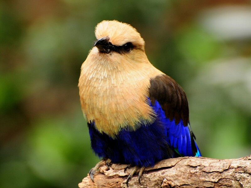 Blue Roller Bird — Calm, Photograph