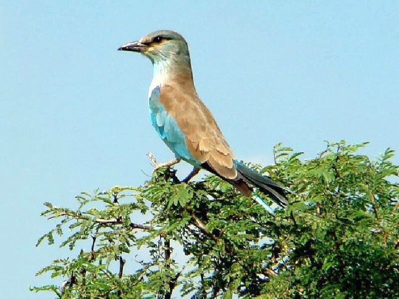 Blue Roller Bird — Calm