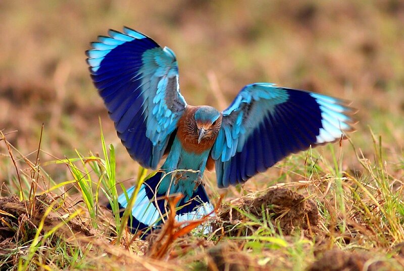 Blue Roller Bird — Dynamic