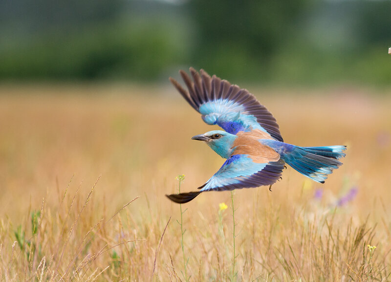 Blue Roller Bird in Flight — Dynamic
