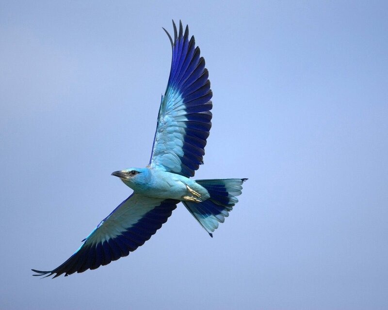 Blue Roller Bird in Flight — Serene