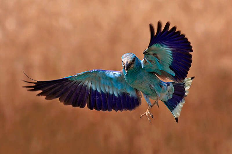 Blue Roller Bird in Flight