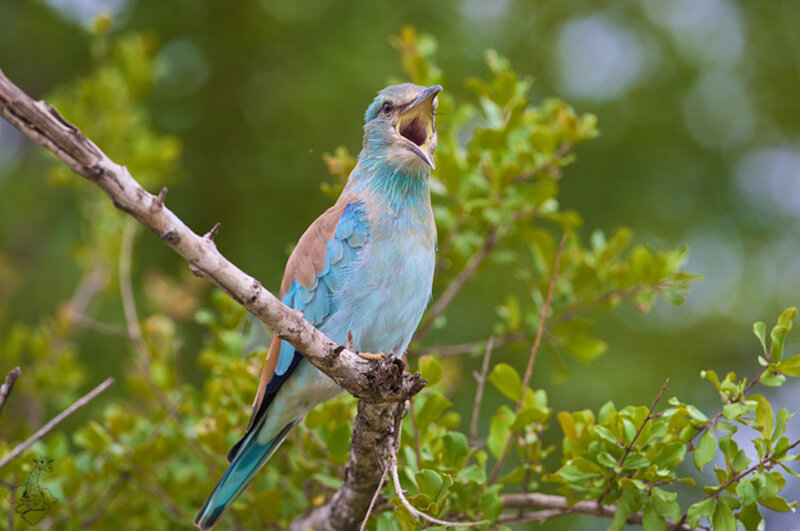 Blue Roller Bird — Natural