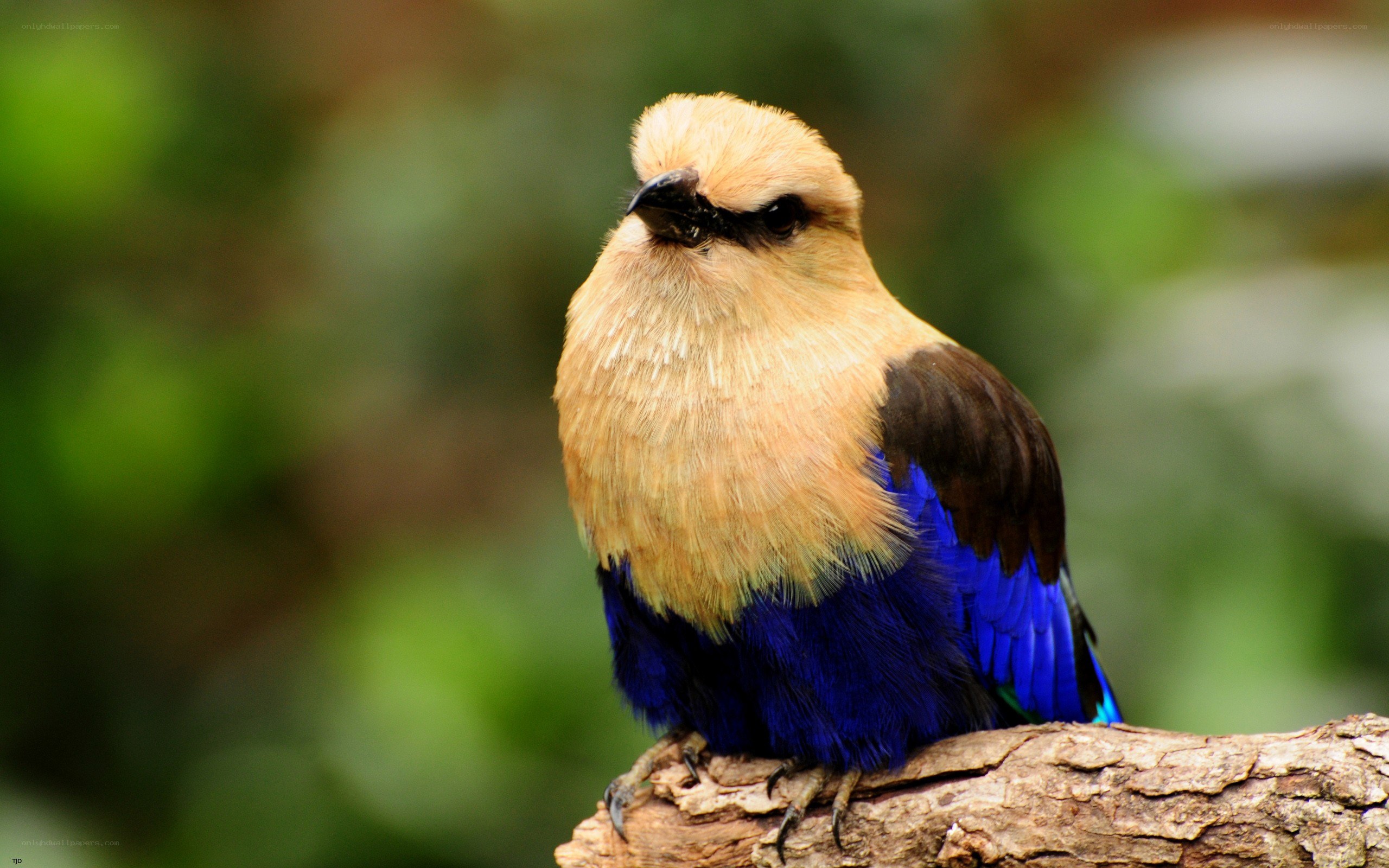 blue roller bird on branch