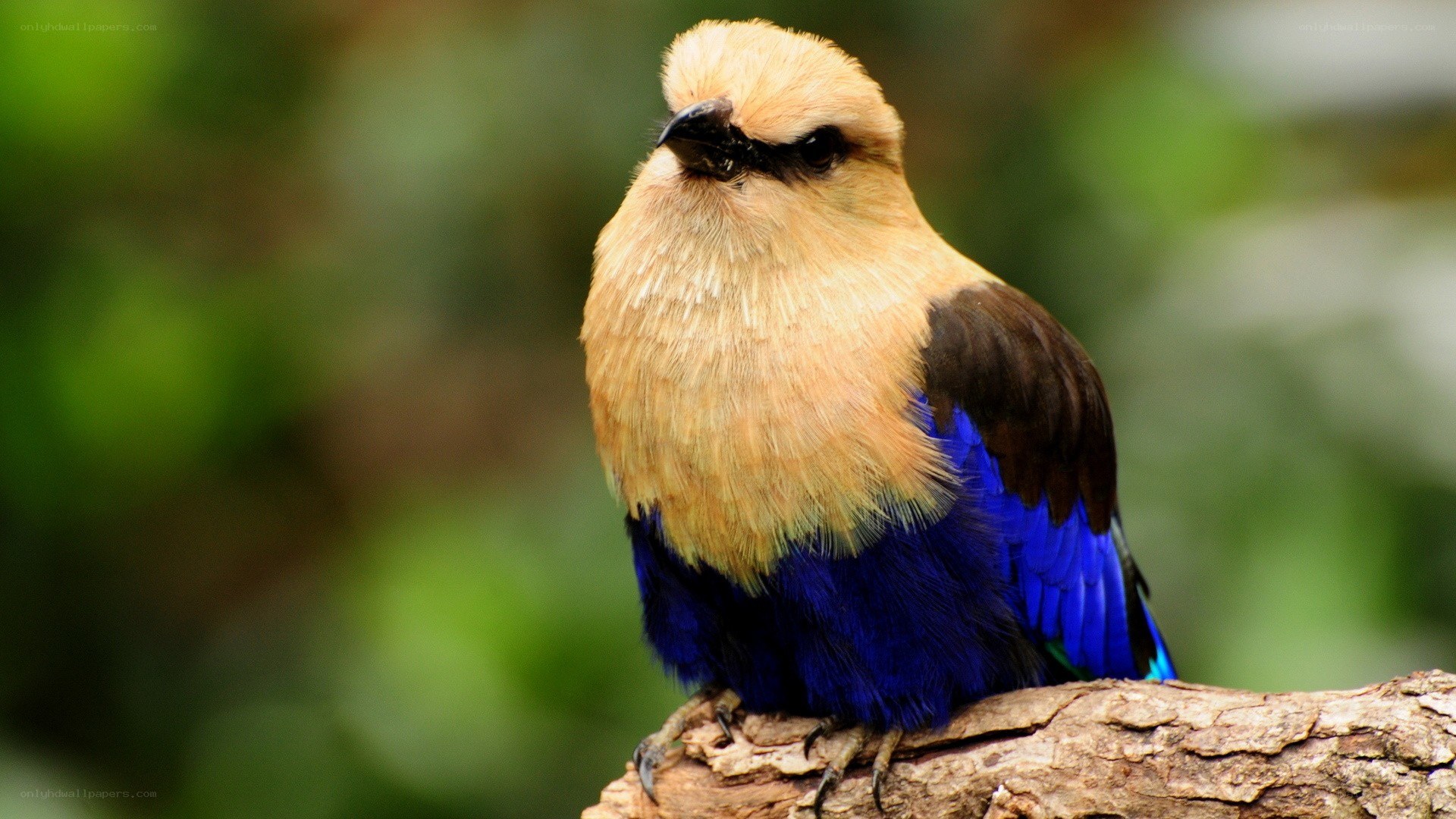 blue roller bird perched