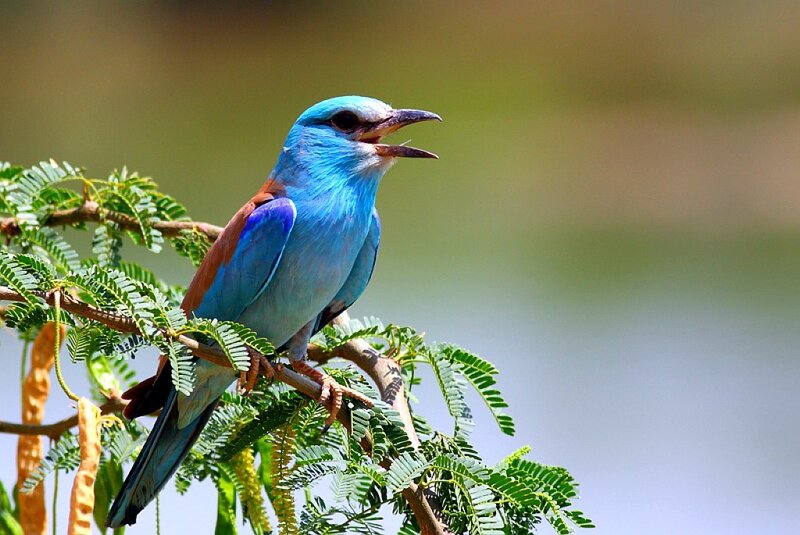 Blue Roller Bird