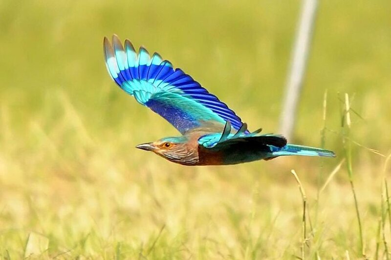 Blue Roller in Flight