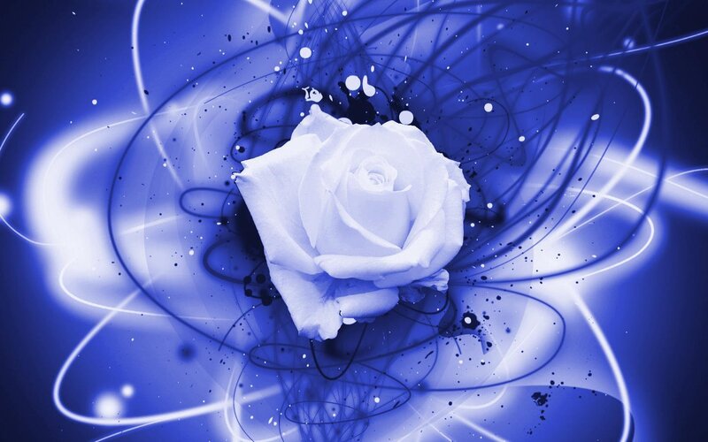 blue rose abstract background