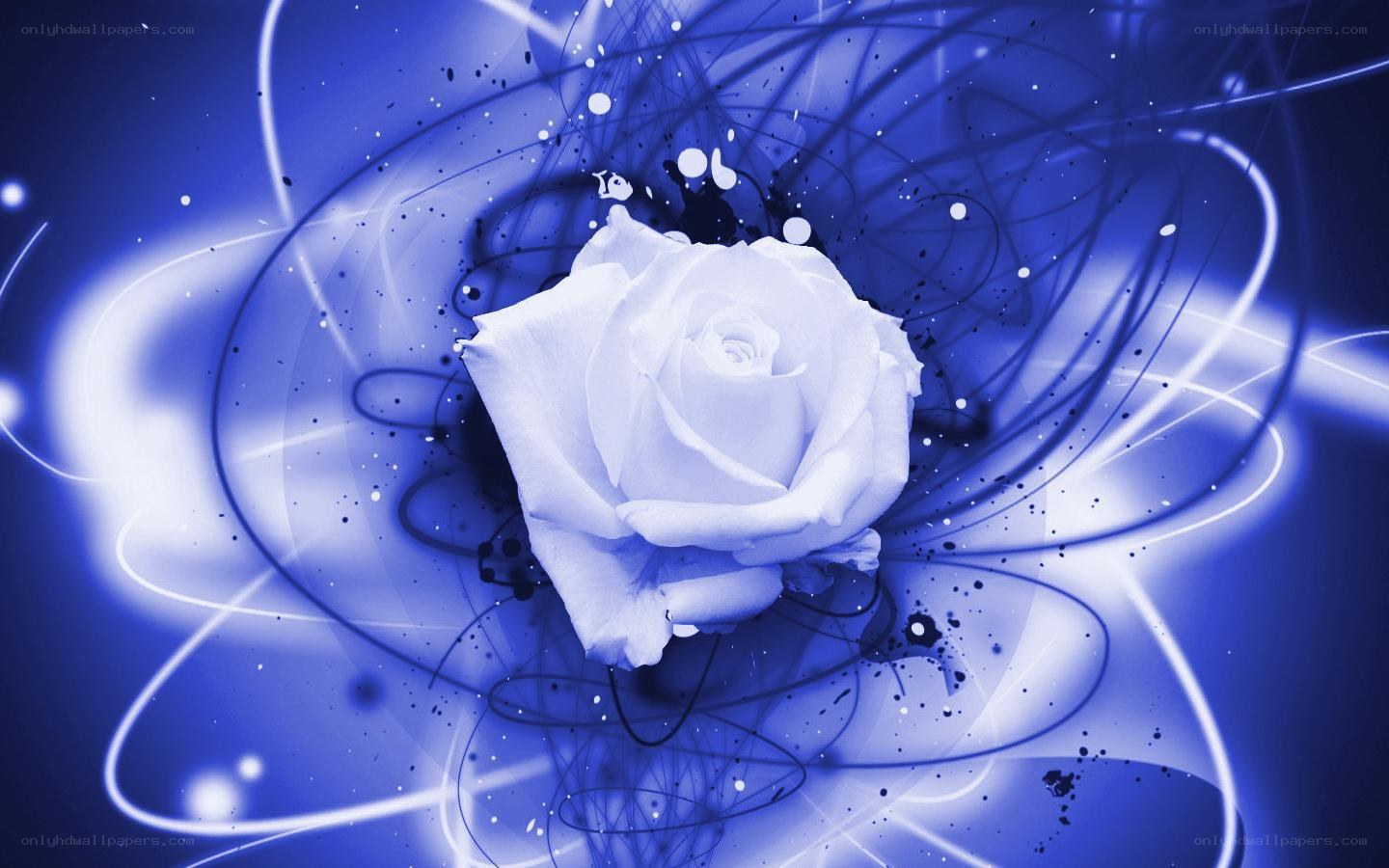 blue rose abstract background