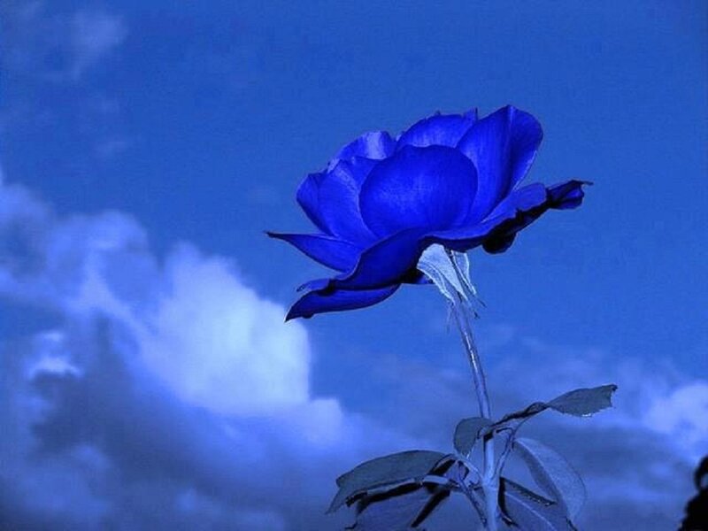 Blue Rose Against Sky
