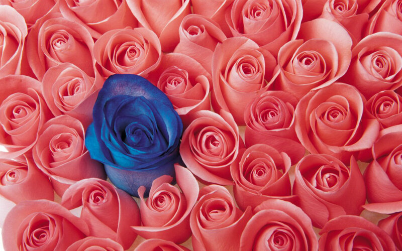 Blue Rose Among Pink Roses