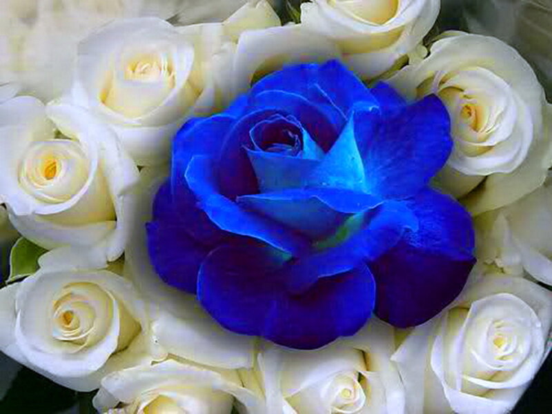 Blue Rose Among White Roses — Calm