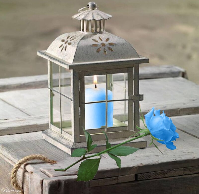 Blue Rose and Lantern